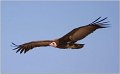 Hooded Vulture.The Gambia